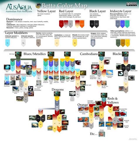 betta genetics chart.